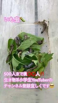 いも虫がイモムシに芋虫を😵#生き物 #イモムシ #幼虫