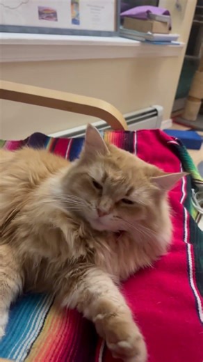 Raigebaiting my cat by petting them like a dog owner #fluffycat #cutecat #funnycat
