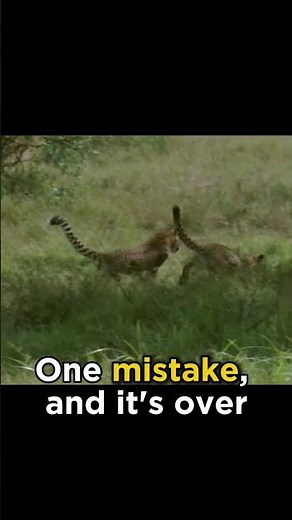 Caught in Seconds: Cheetah vs Impala Wild Chase!