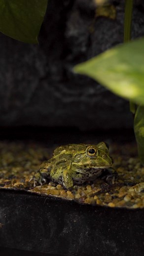 In unserem neuen YouTube-Video zeigt euch Dominik, den größten Frosch der Welt, den Afrikanischen Ochsenfrosch (Pyxicephalus adspersus). Viel Spaß! 👉 Hier findet ihr das Video: https://youtu.be/lHnxDT-__ZQ #afrikanischer #ochsenfrosch #pyxicephalus #adspersus #afrikanischerochsenfrosch #pyxicephalusadspersus #ochsenfrösch #afrikanischerochsenfrösche #frosch #frösche #tier #tiere #zoozajac #duisburg | Zoo Zajac