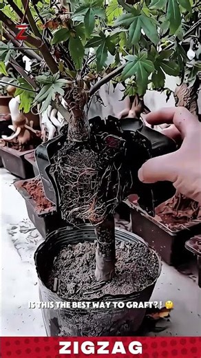 Simple & Effortless Plant Grafting with Reusable Rooting Balls for Rapid Root Growth