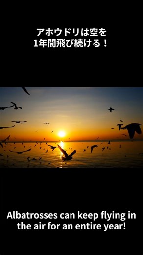 動物の不思議なトリビア集２０ #雑学 #知育 #動物 #犬 #Educational #animal trivia #animalshorts #albatrosstrivia