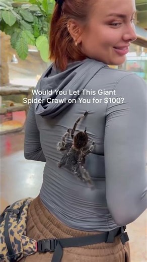 Would You Let This Giant Spider Crawl on You for $100?