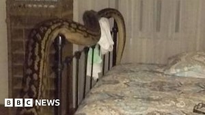 Australian woman wakes to 5m python surprise