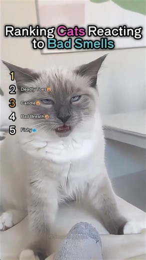 Ranking Cats Reacting to Bad Smells😆