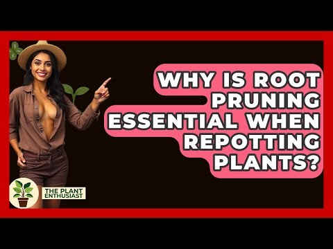 Why Is Root Pruning Essential When Repotting Plants? - The Plant Enthusiast
