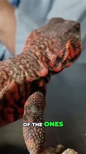 Uromastyx Lizards Cute, Veggie Loving Desert Dragons!