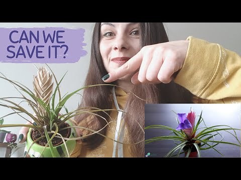 TILLANDSIA CYANEA | BROMELIAD | TILLANDSIA CYANEA HOW TO GROW AND PROPAGATE