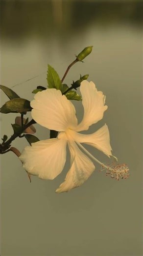 Root of enlightment. #buddhism #peace #lumbiniprovince