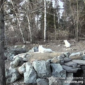 25K views · 2.4K reactions | New Livecam Alert  We are thrilled to announce that we have partnered with International Wolf Center to bring you a wolf cam! Come join the pack and learn all about wolves at exploreorg.tv/wolf! | explore.org | Facebook