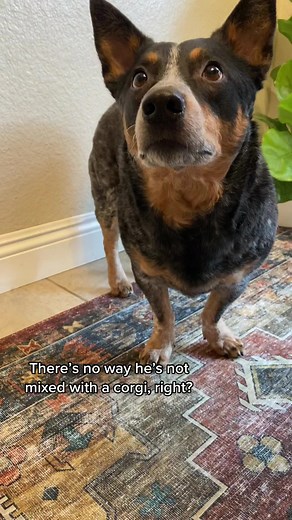 Cowboy Corgi: The Adorable Blue Heeler Corgi Mix