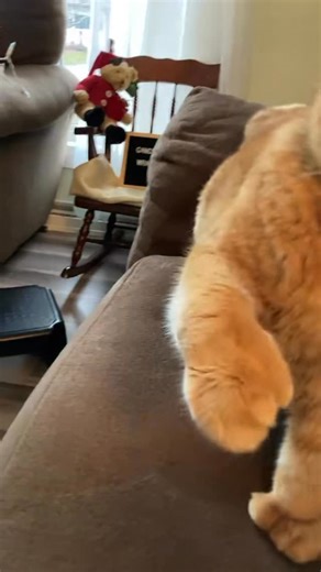 Reznor The Cat on Instagram: "Breakfast bams were always a bit extra 💪 #memories #holidays #bams #cats"