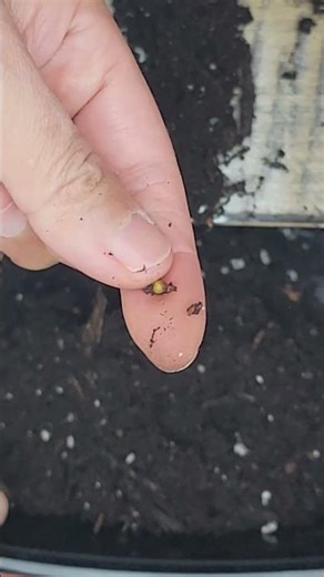 #uHow to get rid of gnat eggs from the start Part 1