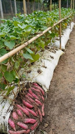 🌱 Want a massive sweet potato harvest without digging up your entire yard?
