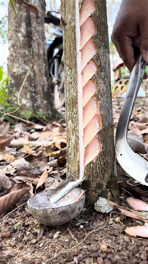 Tapping Every Wild Tree… What Will Come Out?😱. #treetapping #satisfying #oddlysatisfying #nature
