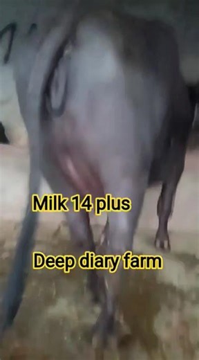 deep diary farm #cow #dairyfarm #brarandsandhudairyfarm #farming #dairyherd #murraha #farm