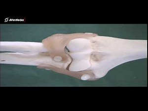 Elbow Ligaments