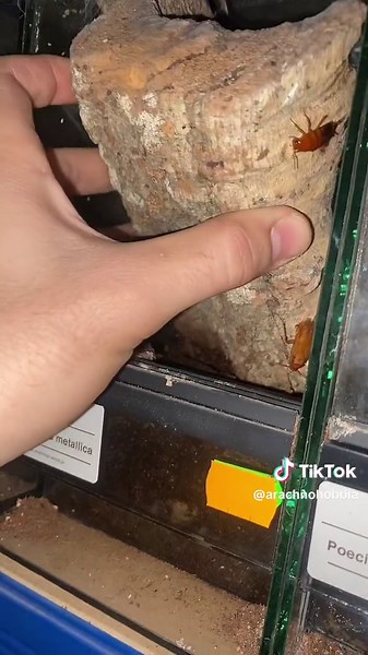 Gooty Blue Tarantula: Tropical Blue Chilobrachys Species