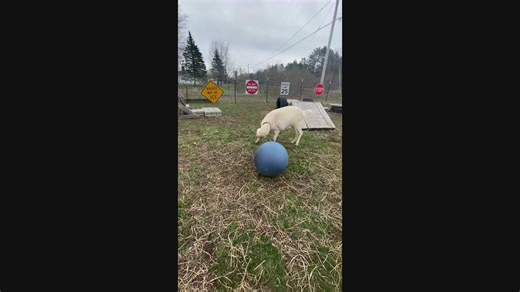 Jacob the goat plays with his big blue ball