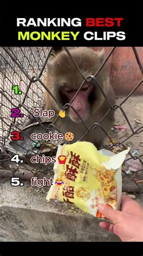 top 5 best funny monkeys videos