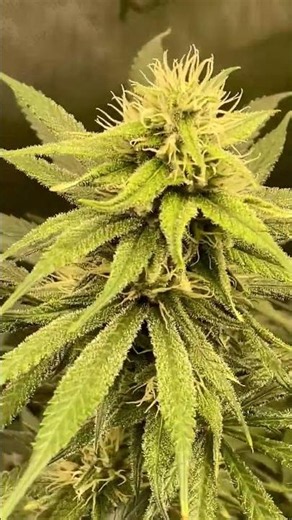FULL TENT!! 2x4 AC INFINITY GROW 🌱