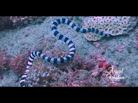 Sea Snake Fight With Moray EEL | Snake VS EEL | Sea Snake | Moray EEL | Sea Snake Vs Moray eel