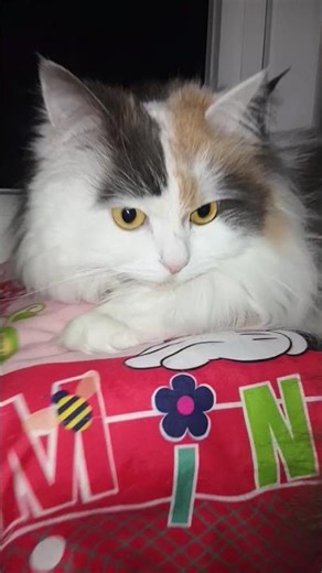 Java et le monde de Minnie