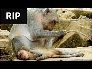RIP ! THE LAST GROOMING OF MOM JADE TO JAYDEN BODY BEFORE BURIED