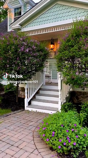 Dwarf Korean Lilac Trees in Bloom: A Garden Delight