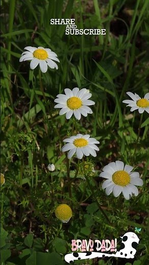 Pretty Chamomile Flowers 🌼 Bravo Dada! #Chamomile #Garden #Camomila