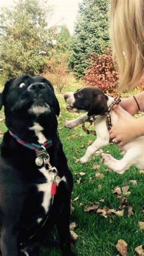 #55 Funny moments of Dog brothers #dogshorts #funnydog