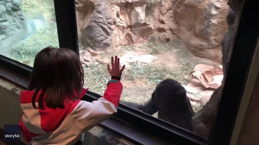 2.1K reactions · 483 shares | Monkey see, monkey do Rachael McAvoy | storyful | Facebook