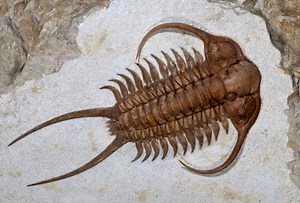 Trilobite - Alchetron, The Free Social Encyclopedia