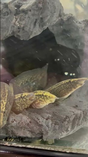 Half Banded Spiny Eels - Freshwater Tropical Fish At Pet Zone SD