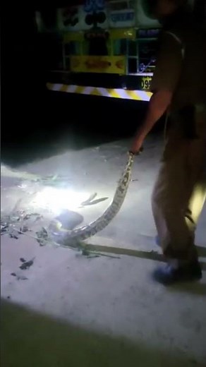 Indian rock python. the Toughest Rescue ever