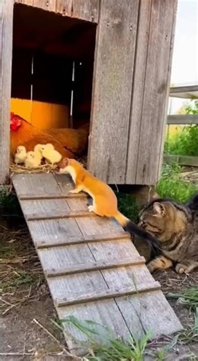 🐱🟡 Silent Ambush — Cat vs Weasel at the Chicken Coop