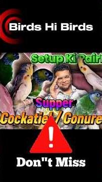 Cockatiel & Conure Breeding Setup Tour (Full Video) | Easy & Effective