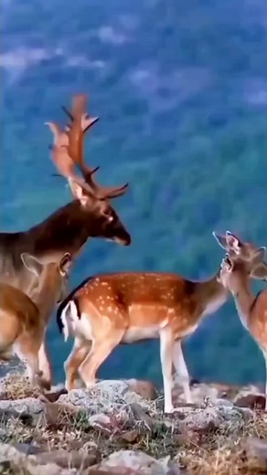 Watch Stunning Deer Wildlife Moments