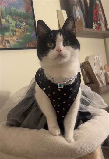 The Purrfect Material Girl: Cat Costume Cosplay