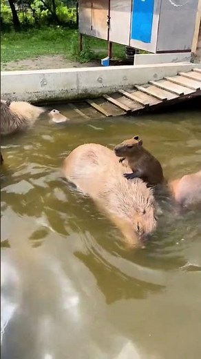 Cute baby capybaras' stacking show... #funny #capybaralove