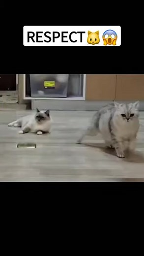 Funny Respect Videos 2022 - Top TikTok Trends