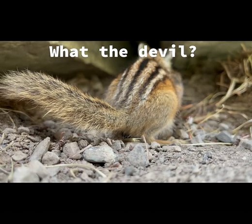 Chipmunk Behavior: Quick Movements and Retreats