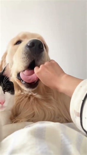 Laughter Unleashed: Hilarious Compilation of Dog Humor