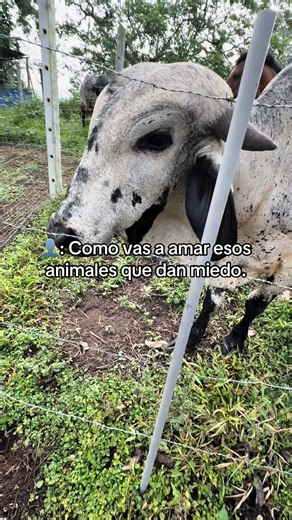 Exploring Ecuador's Livestock and Farming Culture