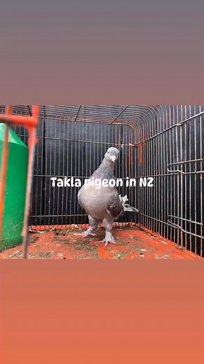 Gary Edwards on Reels