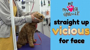 126K views · 861 reactions | Vicious #aggressive #Dog? Yes, send them my way! | My Favorite Groomer, LLC. | Facebook
