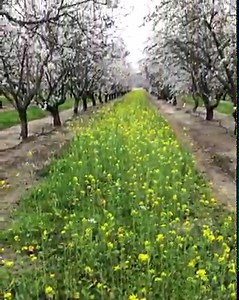 7.4K reactions · 915 shares | Providing food for pollinators with 41,000+ acres of wildflowers planted on-farm since 2013. | California Almonds | Facebook