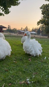 Golden Hour with the Babies 💕 #goldenhour #sebastopolgeese #geese | Fairy Goosemother
