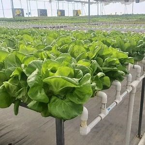 [Hot Item] 4X2 Inch PVC Square Pipe Hydroponics Nft Channel Hydroponics System
