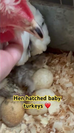 My hen hatched the cutest baby turkeys ❤️❤️❤️oh my goodnesss